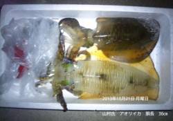竹野にてアオリイカ胴長36㎝！