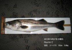 円山川シーバッシング☆でましたランカーサイズ