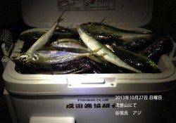 津居山港でクーラーボックス満タンのアジ★