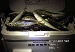 津居山港でクーラーボックス満タンのアジ★