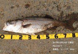 円山川シーバス好調　84㎝の良型でています