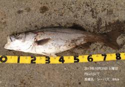 円山川シーバス好調　84㎝の良型でています…