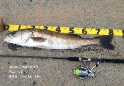 円山川でシーバス83cm！