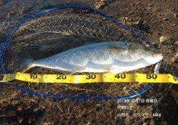 【10/07】竹野にてヒラマサ60cm