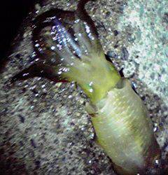 新井崎でエギング、アオリ2杯【カマス回遊中】