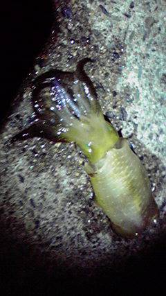 新井崎でエギング、アオリ2杯【カマス回遊中】