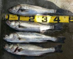 9月27日から29日かけて釣行、シーバスは…