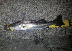 9月27日から29日かけて釣行、シーバスはよく釣れました