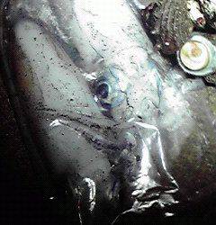 平海水浴場でエギング、リリースサイズの連続でした