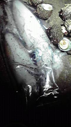 平海水浴場でエギング、リリースサイズの連続でした