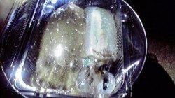 平海水浴場でエギング、リリースサイズの連続でした