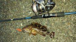 柏漁港、エギでガシラがヒット★