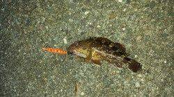 柏漁港、エギでガシラがヒット★