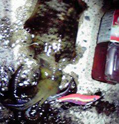 伊根　夕マヅメ狙いのエギング　渋い中でもアオリイカのアタリ