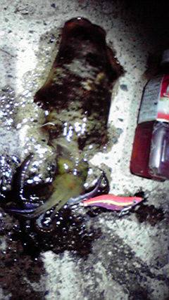 伊根　夕マヅメ狙いのエギング　渋い中でもアオリイカのアタリ