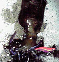 伊根　夕マヅメ狙いのエギング　渋い中でもアオリイカのアタリ