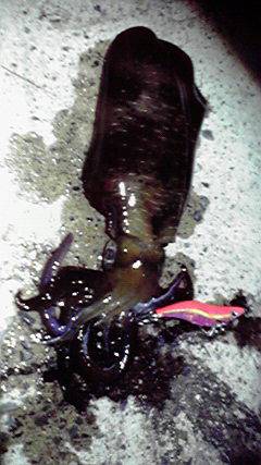 伊根　夕マヅメ狙いのエギング　渋い中でもア…