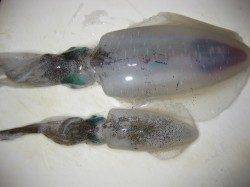 塩屋海岸でエギング　アオリイカ2ハイ