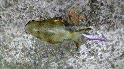 アジュール舞子～西舞子　エギングでのアオリイカ釣果