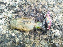 東二見人工島　昼休み＆定時後のエギングでアオリイカ狙い