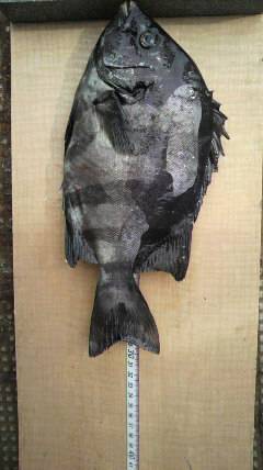 沖一文字北でサンバソウとグレの釣果