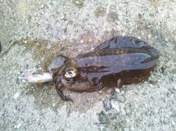 東二見人工島　昼休み＆定時後のエギングでア…