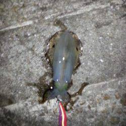 明石港　湾内と湾外の境目狙いのエギング