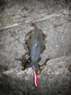 明石港　湾内と湾外の境目狙いのエギング