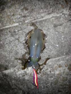 明石港　湾内と湾外の境目狙いのエギング