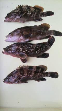 岸和田一文字　シラサをエサにアコウがヒット…