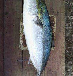 岸和田一文字　のませでブリ83cm6キロ！