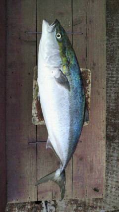 岸和田一文字　のませでブリ83cm6キロ！