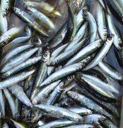 岸和田一文字　サビキでアジ・ウルメ・グレ