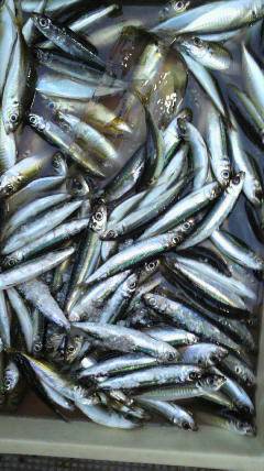 岸和田一文字　サビキでアジ・ウルメ・グレ