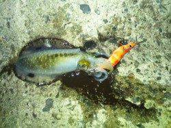 アジュール舞子でエギング、苦戦しましたが、なんとか2杯