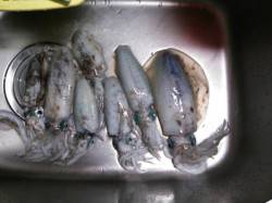 久美浜　渋い中でも粘ってアオリイカゲット☆…