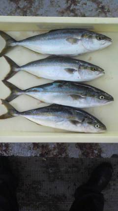 ツバス39センチ迄をのませでGET！ in…