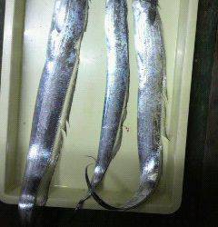 岸和田一文字　キビナゴのエサでタチウオ〜90cm