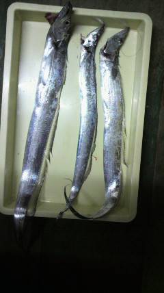 岸和田一文字　キビナゴのエサでタチウオ〜90cm