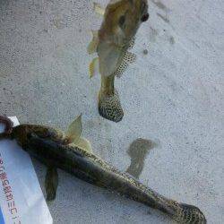 泉佐野見出川河口にてちょい投げ、ハゼの釣果