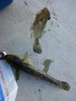 泉佐野見出川河口にてちょい投げ、ハゼの釣果