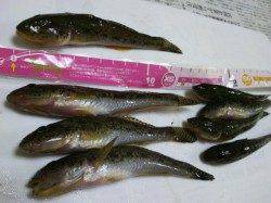 泉佐野見出川河口にてちょい投げ、ハゼの釣果