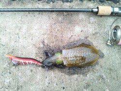 竹野でアオリイカ&カマスゲーム♪