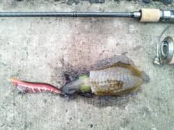 竹野でアオリイカ&カマスゲーム♪