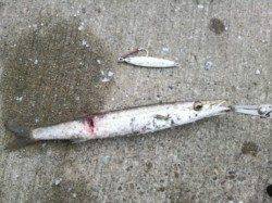 竹野でアオリイカ&カマスゲーム♪