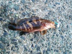 旭でエギング～ロックフィッシュ狙い