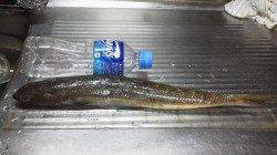 東二見サビキでアジ、ワームでエソ