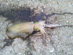 東二見人工島でエギング、1時間ほどで３杯