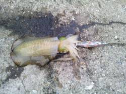 東二見人工島でエギング、1時間ほどで３杯