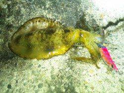 東二見人工島でエギング、1時間ほどで３杯